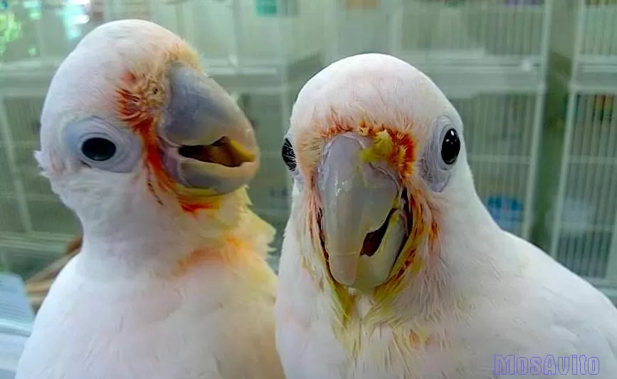 Какаду гоффина (Cacatua goffiniana) ручные птенцы из питомника