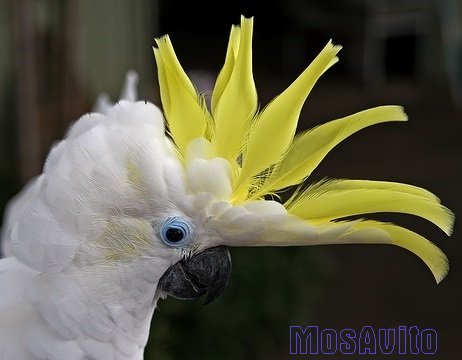 Желтохохлый какаду   (cacatua galerita triton)  птенцы из питомника