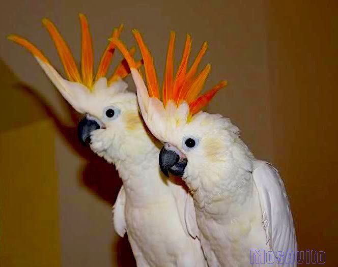 Какаду оранжевохохлый (Cacatua s. citrinocristata) - ручные птенцы