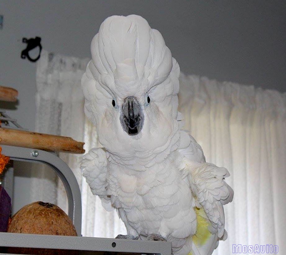 Белохохлый какаду (Cacatua alba)  ручные птенцы из питомника