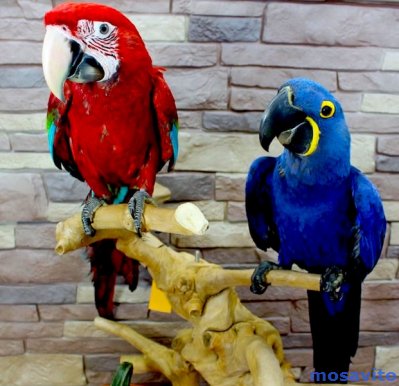 Попугаи ара -  ручные птенцы  из питомника