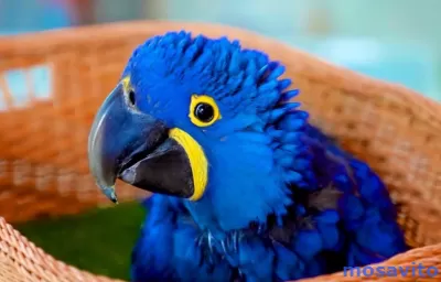 Гиацинтовый ара (Anodorhynchus hyacinthinus)  птенцы из питомника