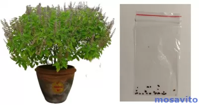 Семена туласи, в пакетике, для выращивания дома.