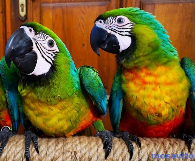 Милиголд (гибрид попугаев ара) - птенцы выкормыши 4 мес. из питомника