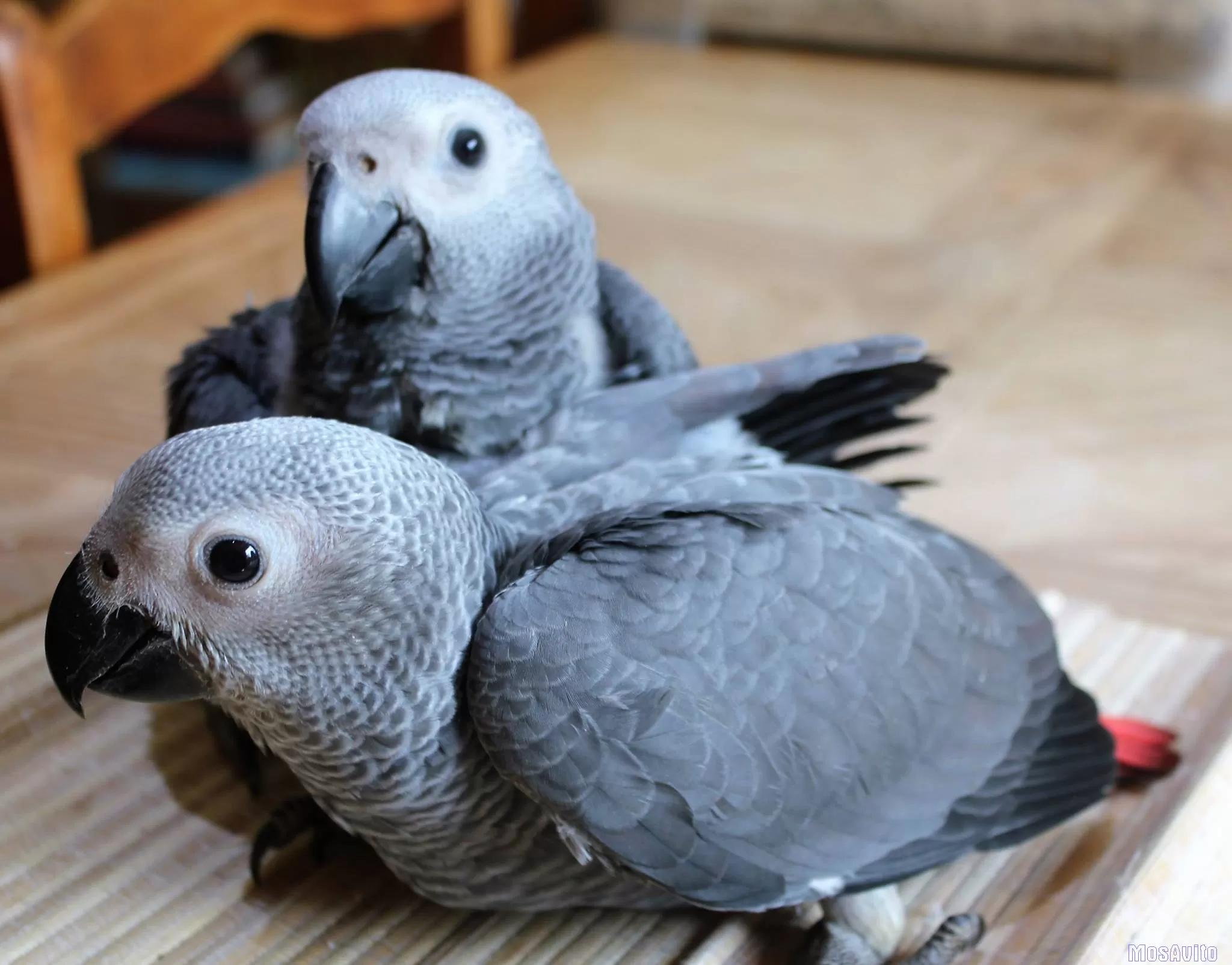 Жако - ручные птенцы из питомника