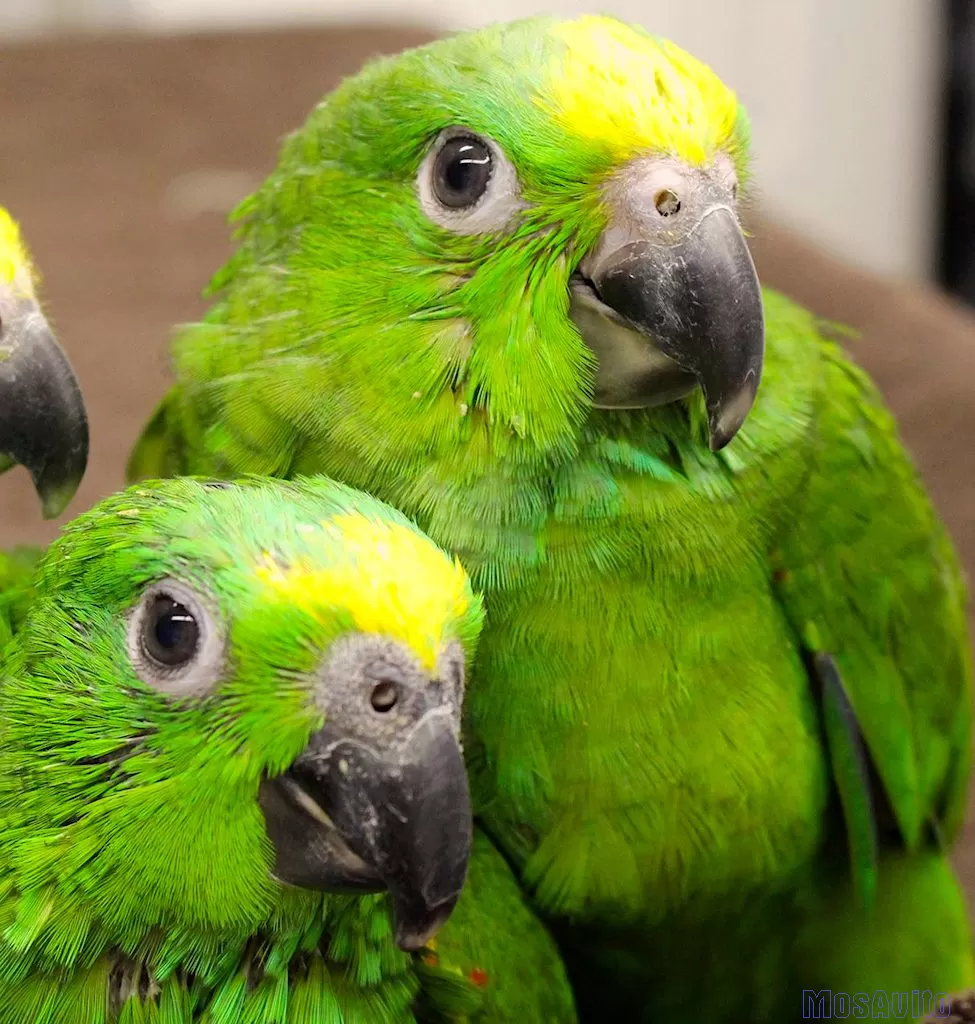 Желтолобый амазон (Amazona o.ochrocephala ) птенцы выкормыши