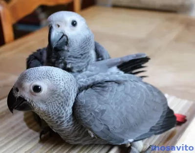 Жако - ручные птенцы из питомника