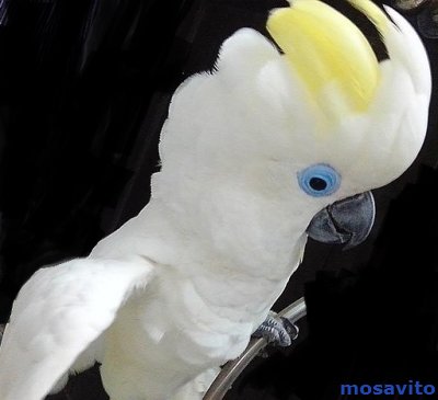 Синеочковый какаду (Cacatua ophthalmica) птенцы из питомника